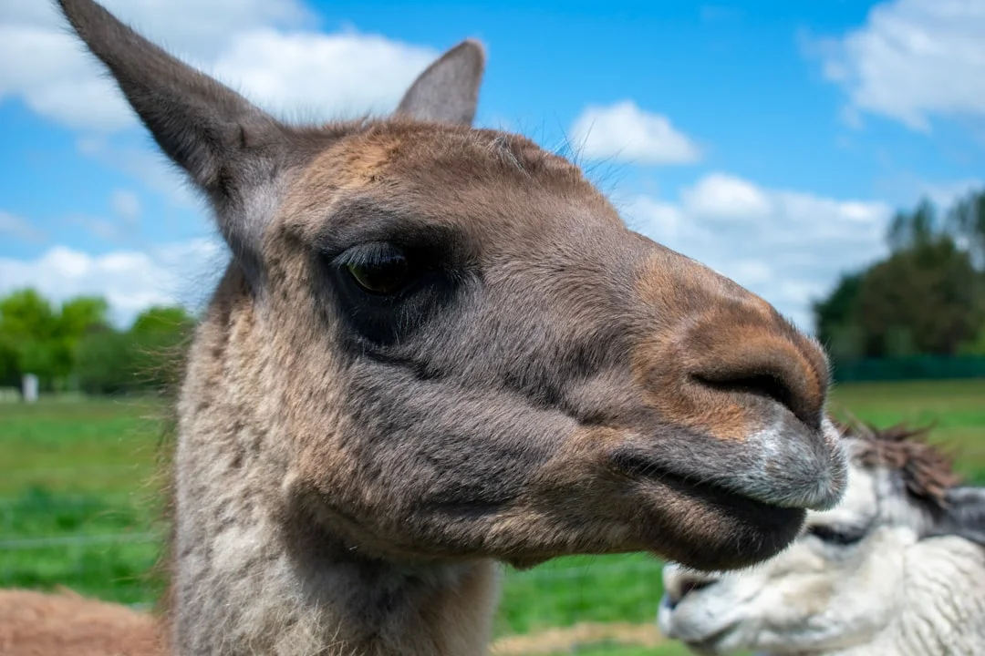 Installer ton IA local même sur un PC qui date